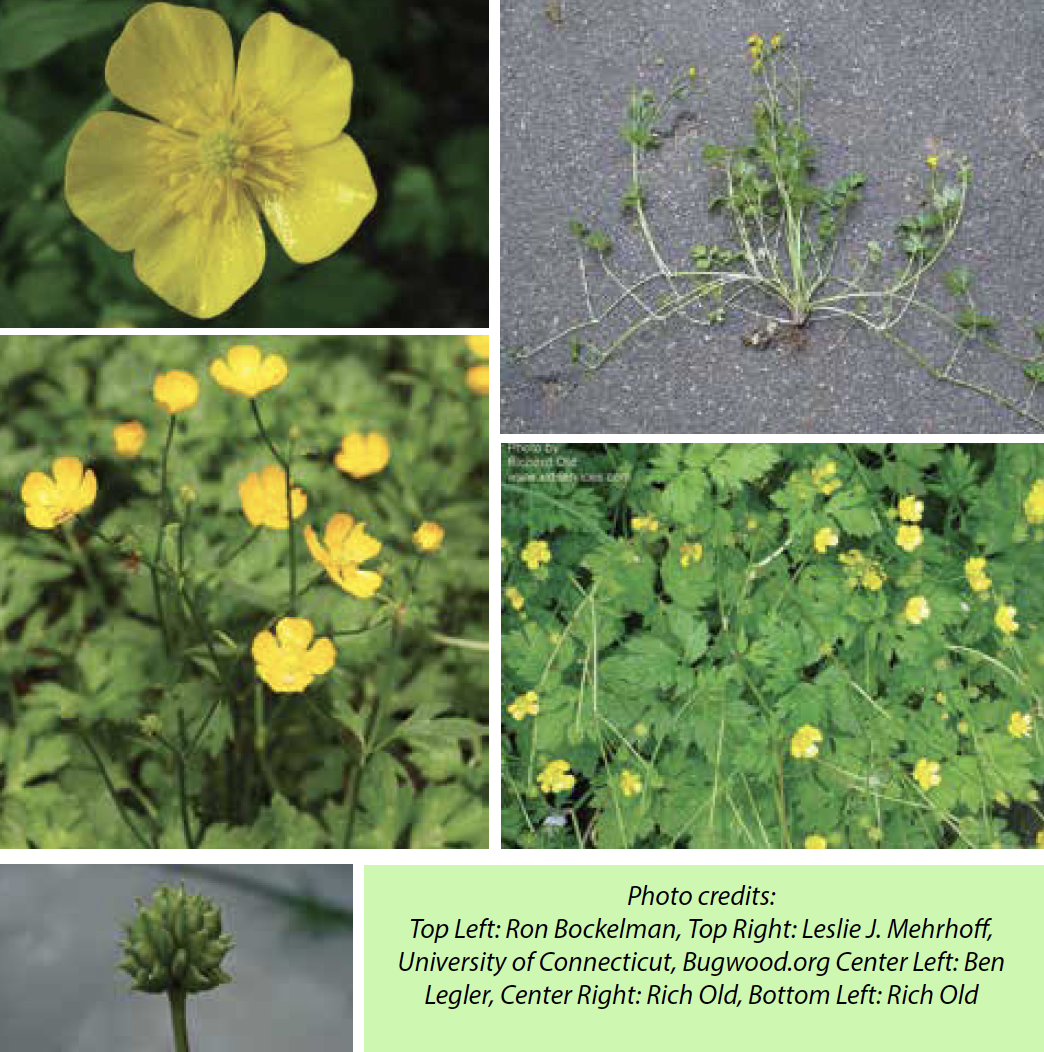 Pasture Weeds: Identify and Kill Weeds Toxic to Horses and Livestock ... - Dangerous Horse Pasture Plants For Dogs